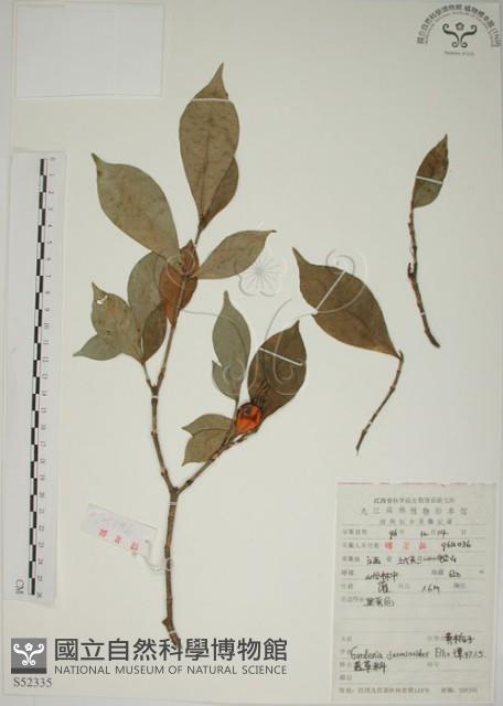 山黃梔藏品圖，第1張