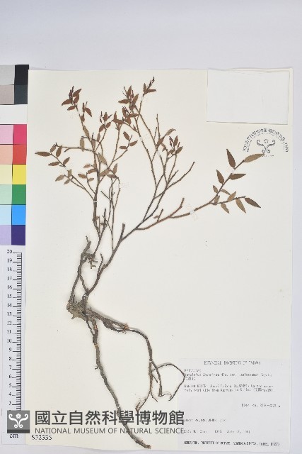 毛蕊花藏品圖，第1張