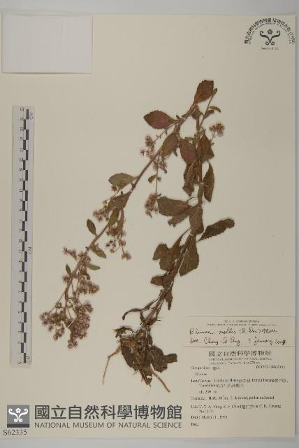 柔毛艾納香藏品圖，第1張