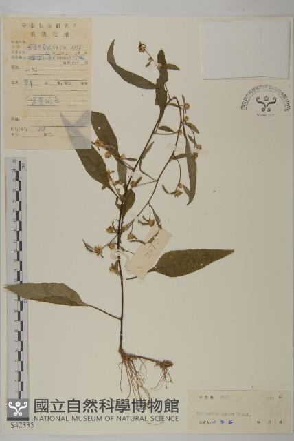 細川氏天名精藏品圖，第1張