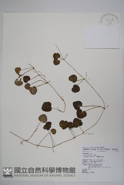 圓葉山梗菜藏品圖，第1張