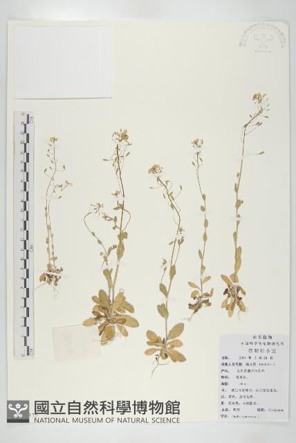 葶藶藏品圖，第1張
