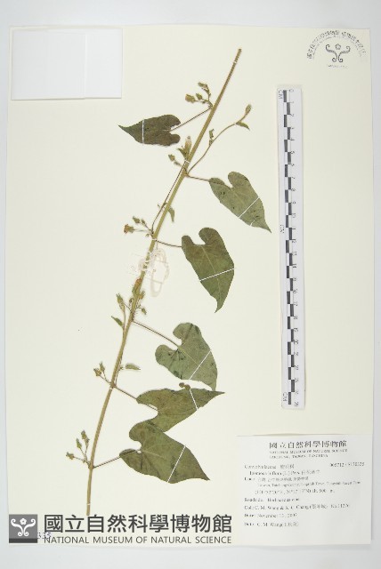 白花牽牛藏品圖，第1張