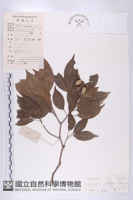 華杜英藏品圖，第1張