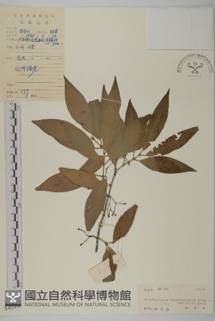 皺葉汋瓣藏品圖，第1張