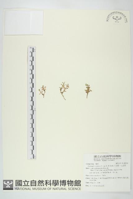 石胡荽、吐金草藏品圖，第1張