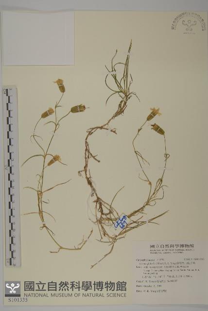 南湖大山蠅子草藏品圖，第1張