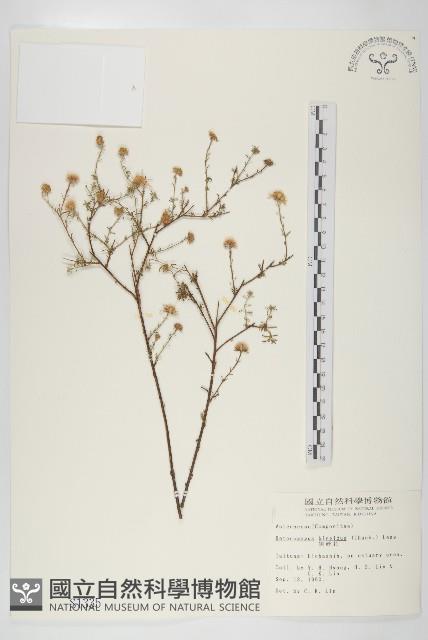 狗娃花藏品圖，第1張