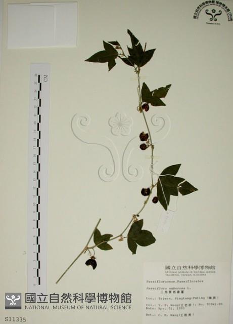 三角葉西番蓮藏品圖，第1張