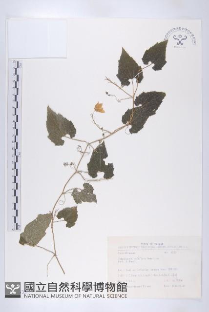 青牛膽藏品圖，第1張