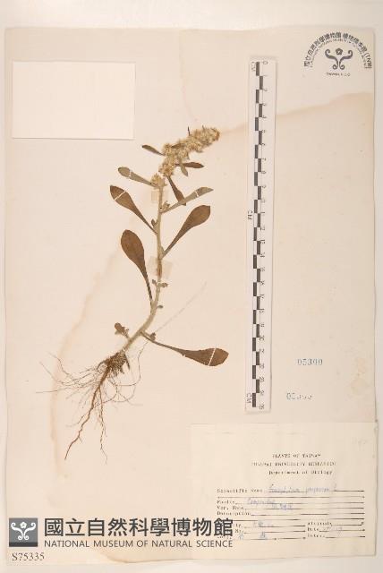 鼠麴舅藏品圖，第1張