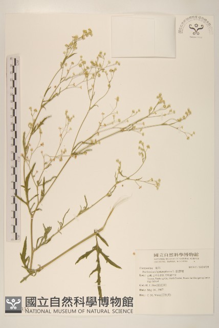 銀膠菊藏品圖，第1張