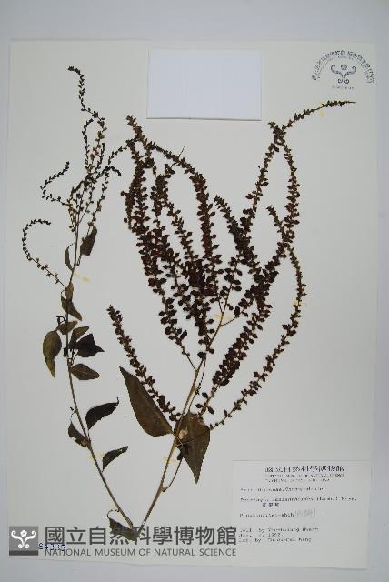 漿果莧、紐藤藏品圖，第1張