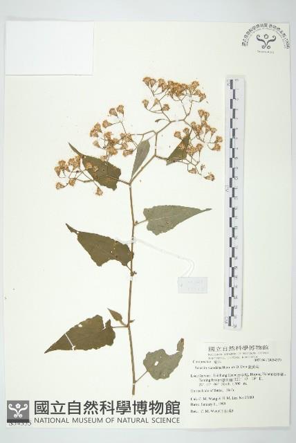 蔓黃菀藏品圖，第1張