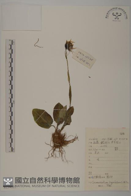 登錄號:S134335藏品圖，第1張