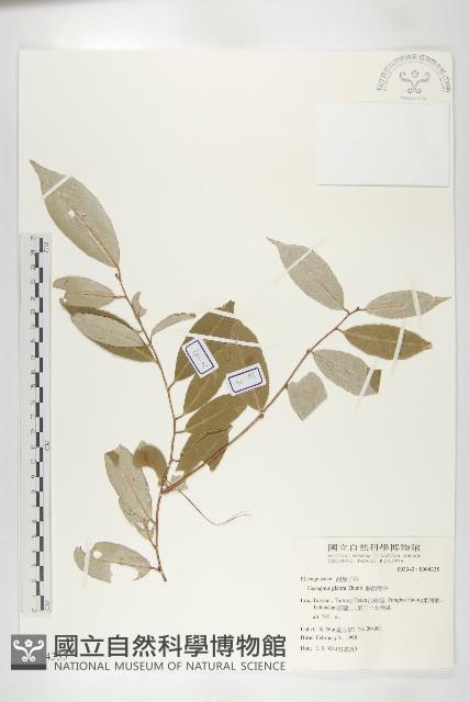 藤胡頹子藏品圖，第1張