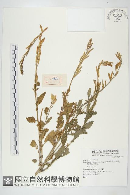 登錄號:S074335藏品圖，第1張