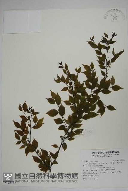 燈稱花、烏雞骨藏品圖，第1張