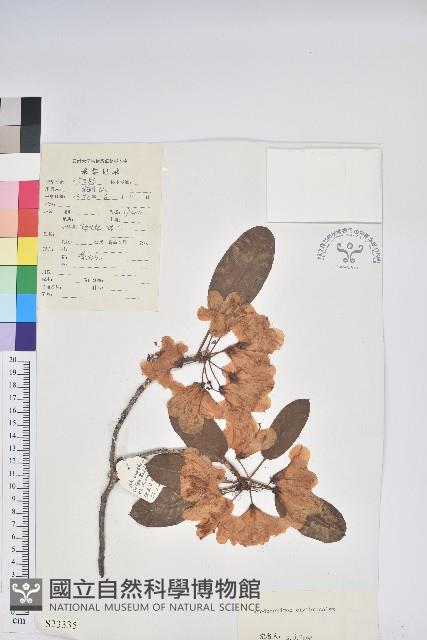 紅萼杜鵑、頭萼杜鵑藏品圖，第1張