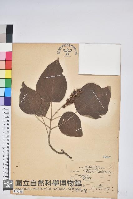 野桐藏品圖，第1張