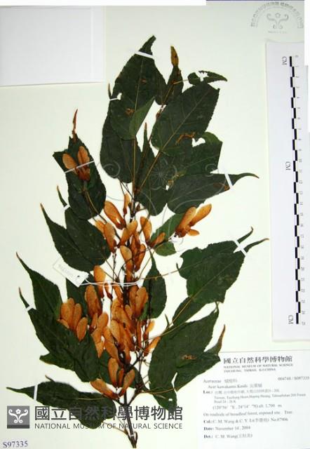 尖葉槭藏品圖，第1張