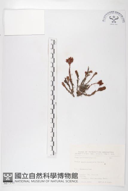 玉山佛甲草藏品圖，第1張