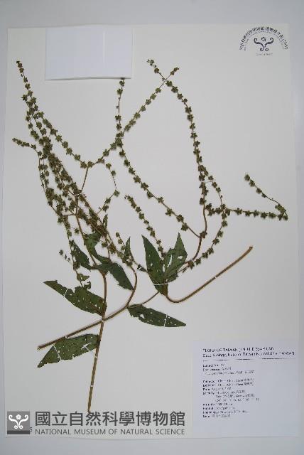 琉璃草藏品圖，第1張