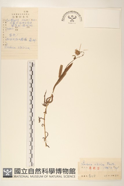 西伯利亞山萵苣藏品圖，第1張