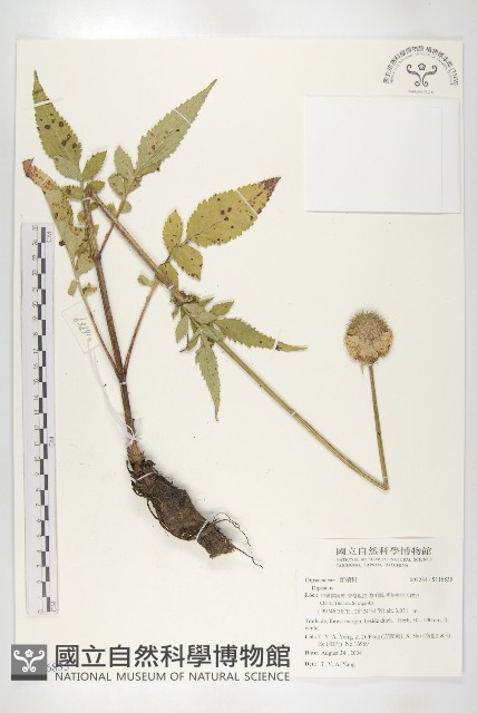 登錄號:S116835藏品圖，第1張