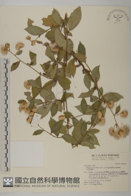 大頭艾納香藏品圖，第1張