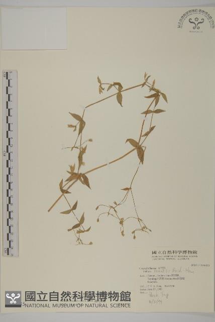 疏花繁縷藏品圖，第1張