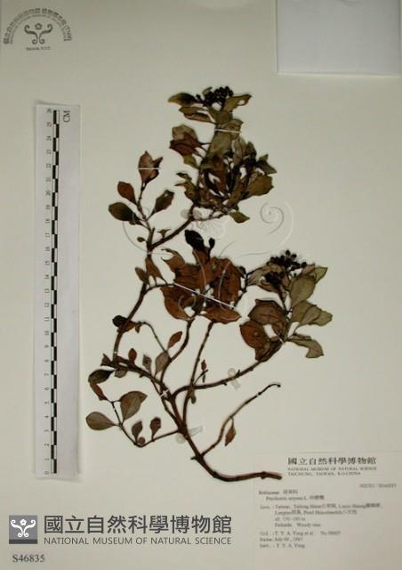 拎壁龍藏品圖，第1張