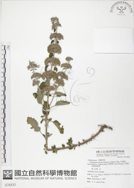 灰葉蕕藏品圖，第1張