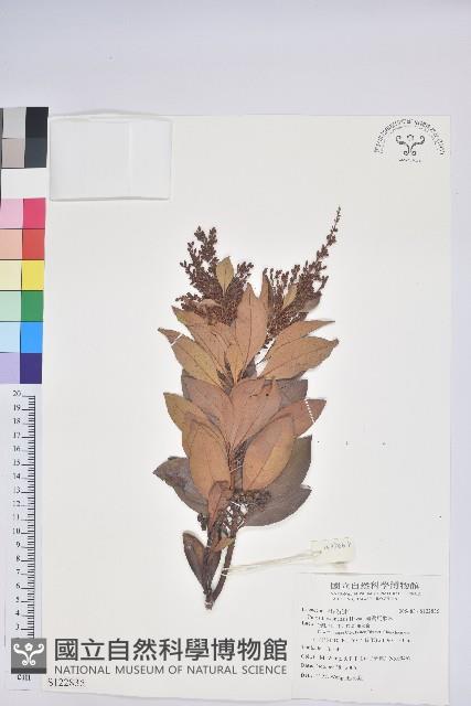 臺灣馬醉木藏品圖，第1張