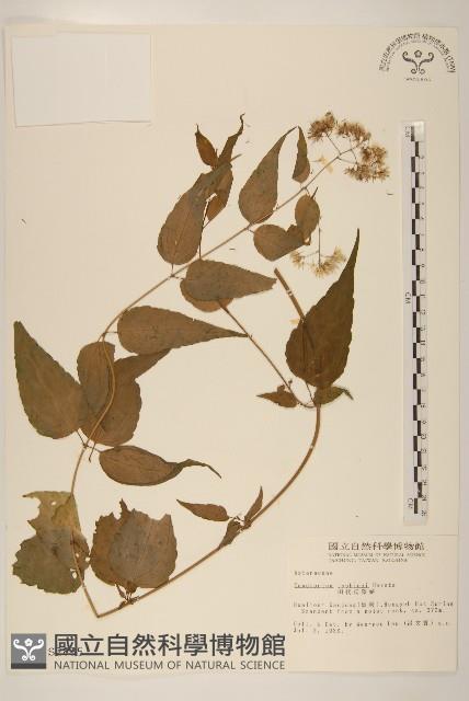 田代氏澤蘭藏品圖，第1張