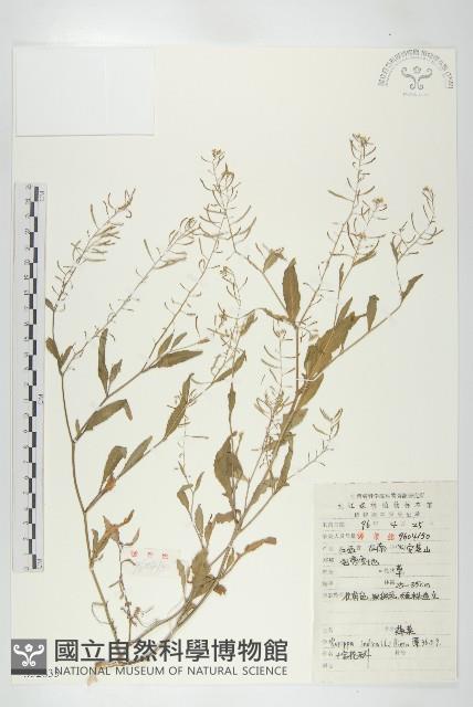 葶藶藏品圖，第1張