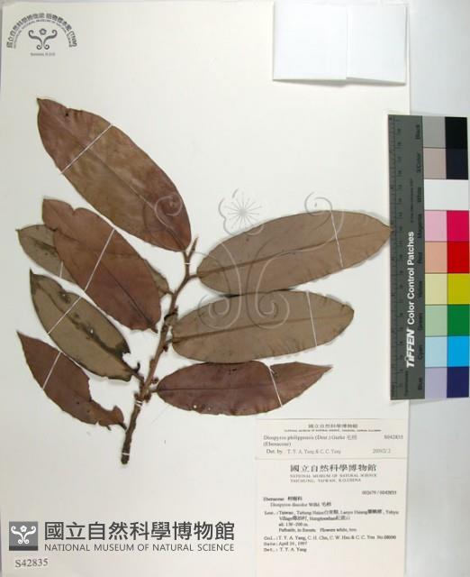 毛柿藏品圖，第1張