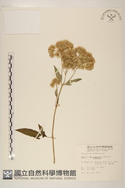 臺灣澤蘭藏品圖，第1張