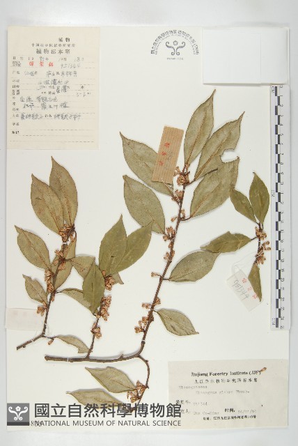 藤胡頹子藏品圖，第1張
