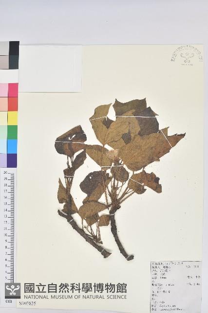 三年桐、光桐藏品圖，第1張