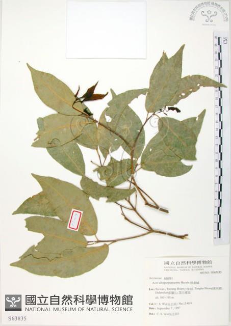 樟葉槭, 飛蛾子樹藏品圖，第1張