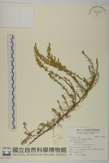 茵蔯蒿藏品圖，第1張