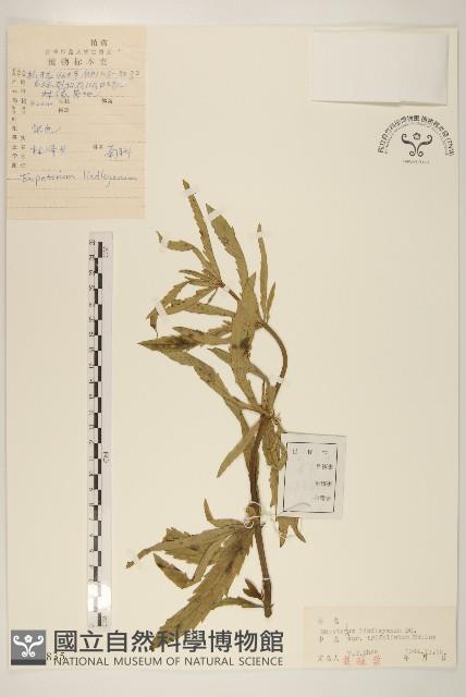 林澤蘭藏品圖，第1張