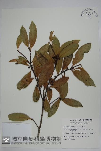 革葉冬青藏品圖，第1張