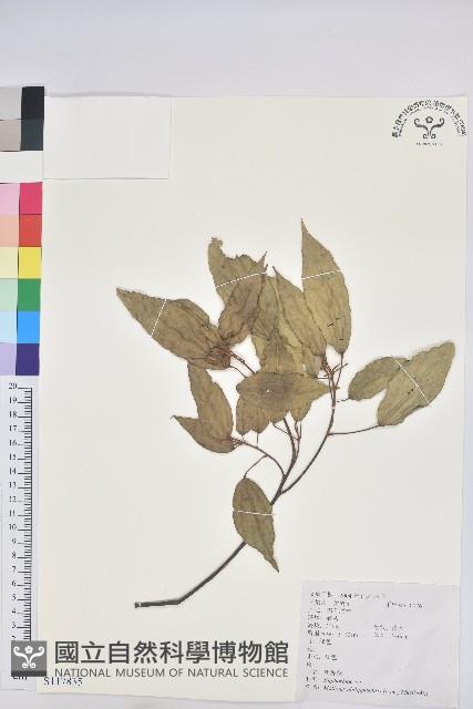 粗糠柴藏品圖，第1張