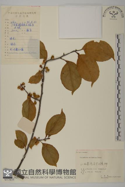 過山楓藏品圖，第1張