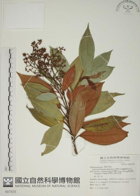 大野牡丹藏品圖，第1張