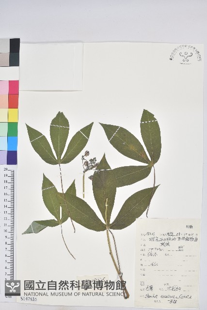 樹薯、木薯藏品圖，第1張