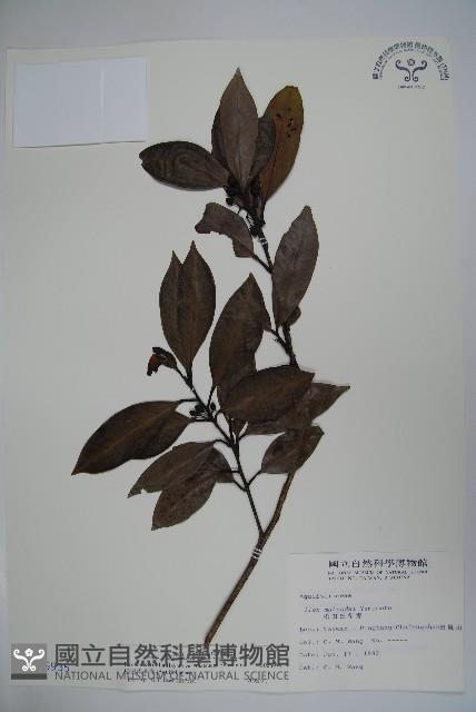 松田氏冬青藏品圖，第1張