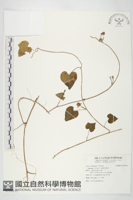 紅花野牽牛藏品圖，第1張